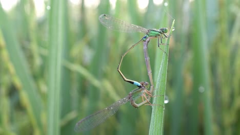 Damselfly-mating-on-leaf-paddy-field